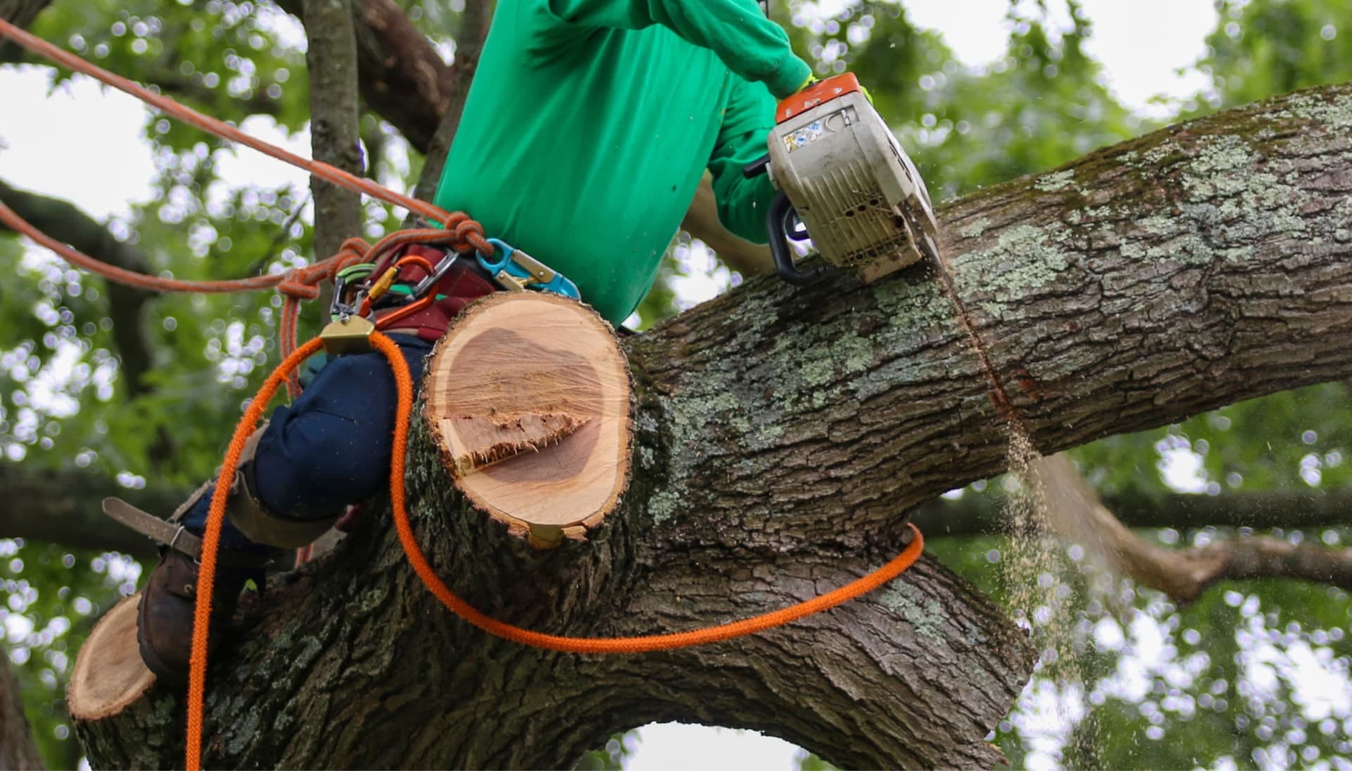 Shed your worries away with best tree removal in New York City