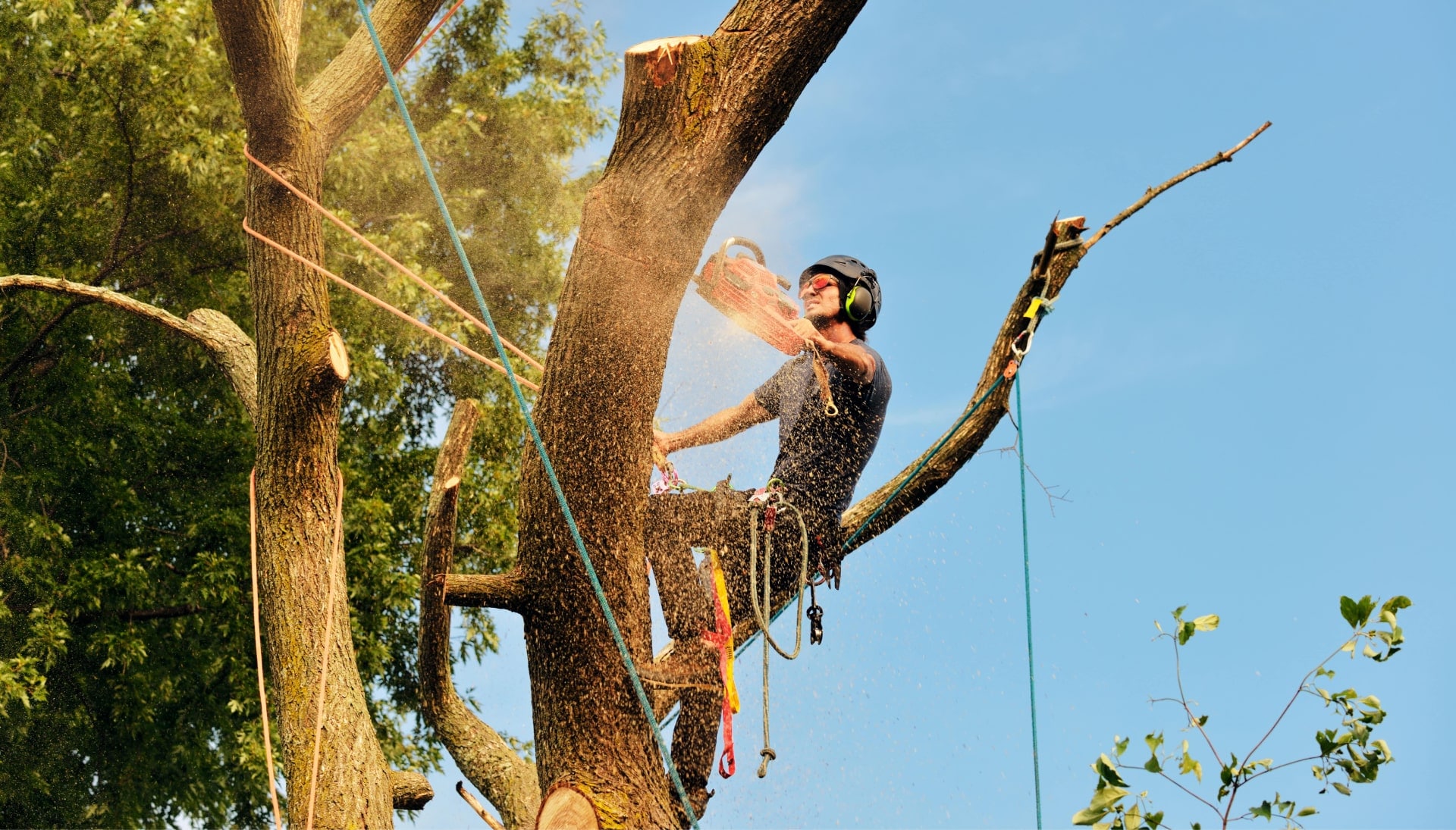 Get rid of tree problems with the expert tree removal contractors in New York City