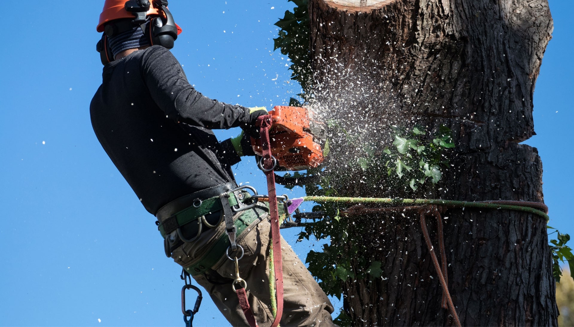 Professional Tree removal solutions in New York City
